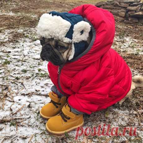 Прогноз на зиму...
Ожидается собачий холод... 🐶 ❄