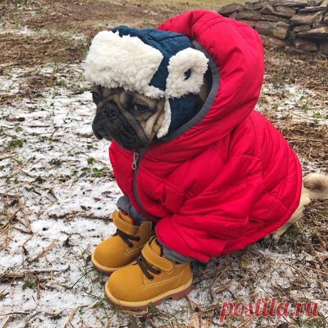 Прогноз на зиму...
Ожидается собачий холод... 🐶 ❄