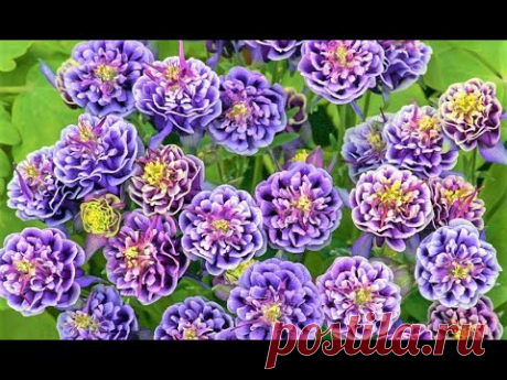 Красивые многолетние цветы, которые стоит посеять под зиму