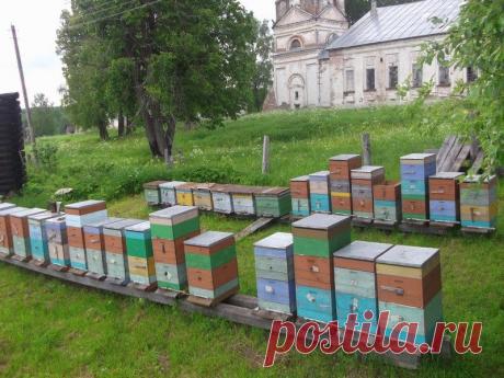 Новости интеллектуального развития: Новости пчеловодства: Весенние работы в многокорпусном улье