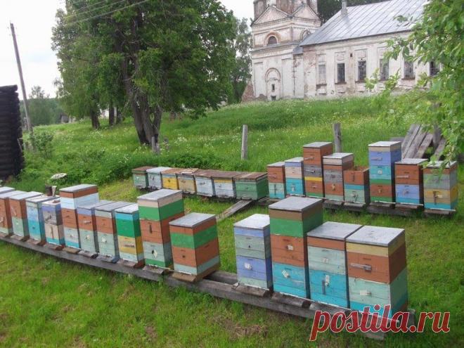 Новости интеллектуального развития: Новости пчеловодства: Весенние работы в многокорпусном улье