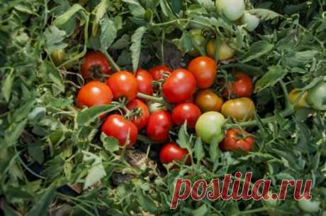 Томат Монгольский карлик🍅 – описание и характеристика сорта, фото, урожайность, отзывы