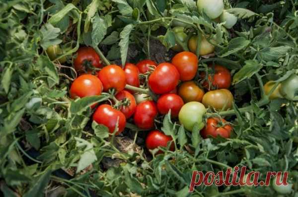 Томат Монгольский карлик🍅 – описание и характеристика сорта, фото, урожайность, отзывы