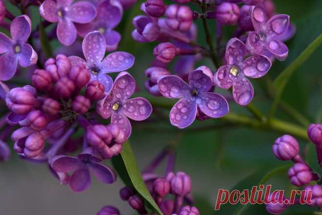 Егорыч и Васильевна | Отчаянная Домохозяйка | Яндекс Дзен