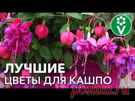 НЕ ТОЛЬКО ПЕТУНИЯ! 20 ЭФФЕКТНЫХ ЦВЕТОВ ДЛЯ КАШПО, от красоты которых захватывает дух