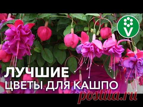 НЕ ТОЛЬКО ПЕТУНИЯ! 20 ЭФФЕКТНЫХ ЦВЕТОВ ДЛЯ КАШПО, от красоты которых захватывает дух