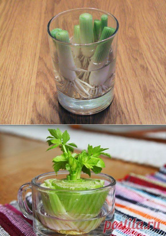 8 овощей, которые ты сможешь проращивать снова и снова! Твое здоровье — в твоих руках…