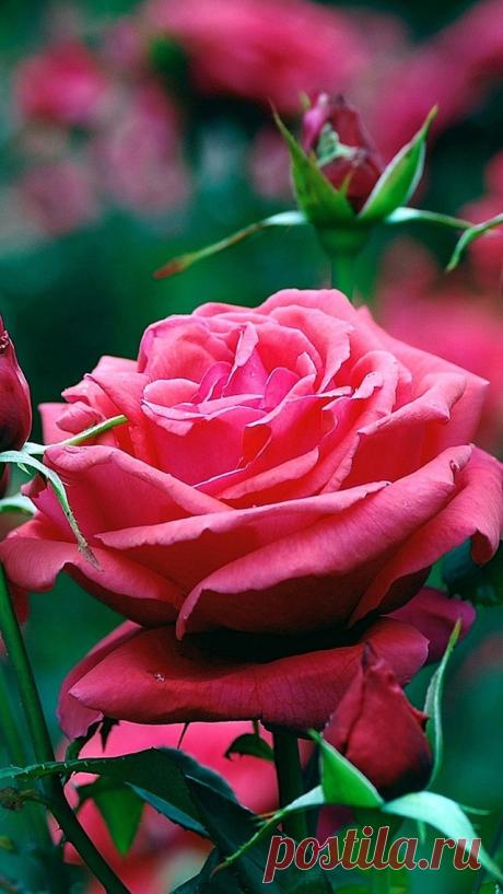 Красные розы.