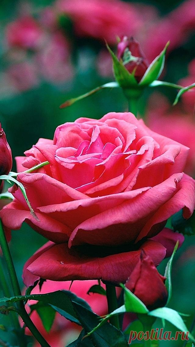Красные розы.