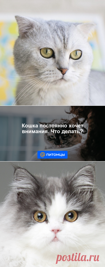 Кошка постоянно хочет внимания. Что делать? - Питомцы Mail.ru
