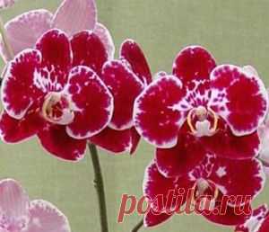 Уход за фаленопсисом | Дачное царство