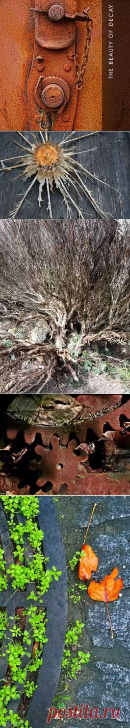 The Beauty of Decay Photography – Withered Leaves & Flowers – Сообщество – Google+