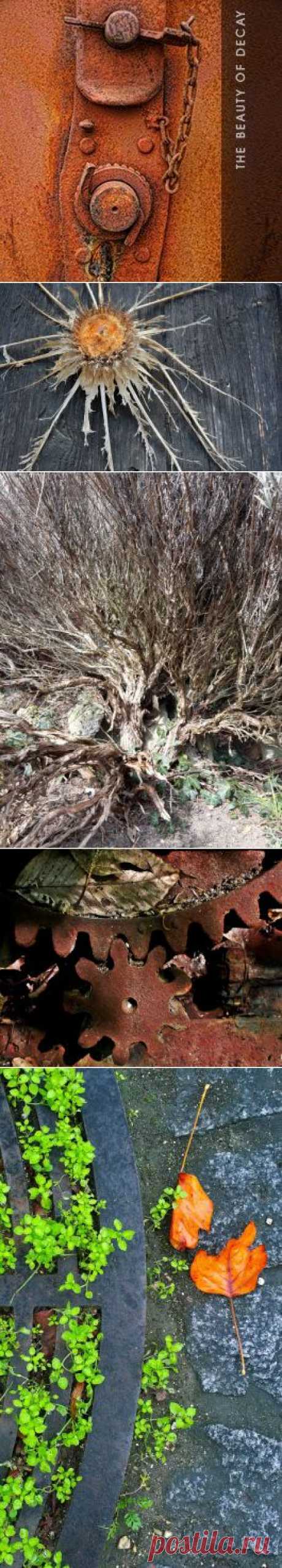 The Beauty of Decay Photography – Withered Leaves &amp; Flowers – Сообщество – Google+
