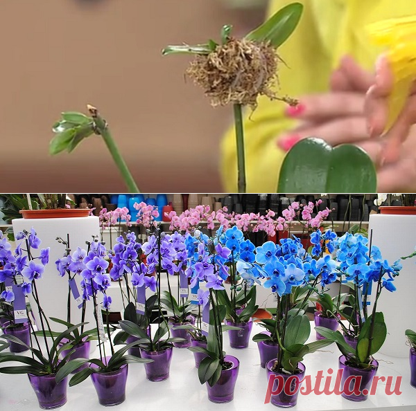 Как рассадить орхидею