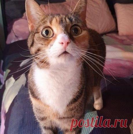 Кототерапия. Подборка забавных фото котов для хорошего настроения. Улыбнитесь! )) | Мечтательная кошка | Яндекс Дзен