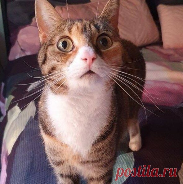 Кототерапия. Подборка забавных фото котов для хорошего настроения. Улыбнитесь! )) | Мечтательная кошка | Яндекс Дзен