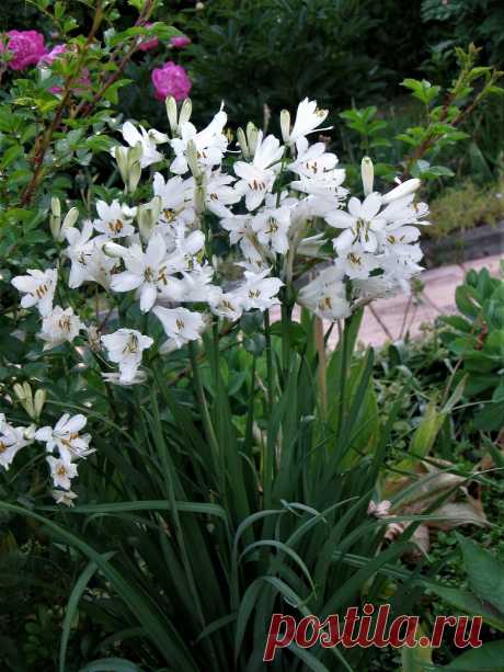 Парадизея - еще одно прекрасное, зимостойкое и неприхотливое растение, которое редко встречается в садах | Сад Анны Гауэр | Яндекс Дзен