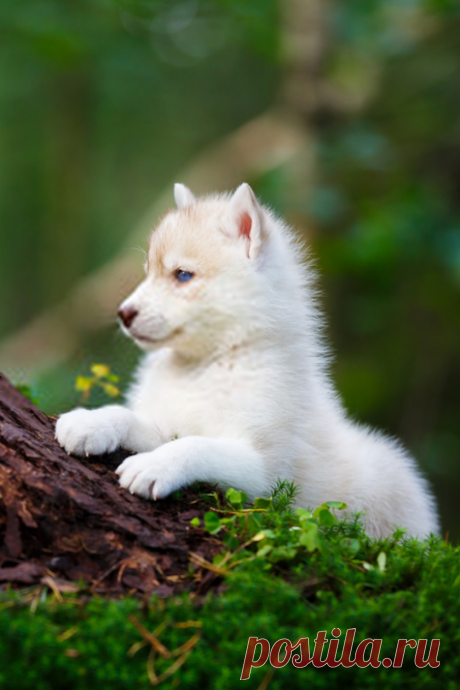 Картинки зверей - 62 фото