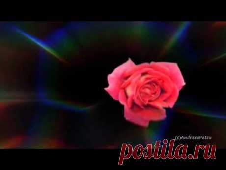 GIOVANNI MARRADI - Just For You
