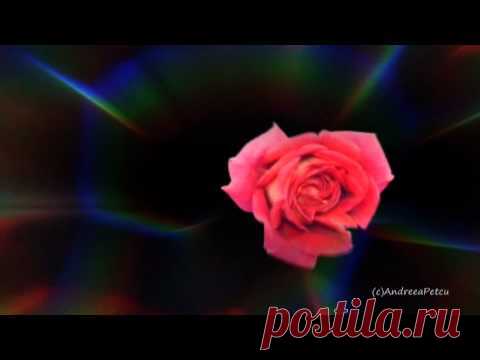 GIOVANNI MARRADI - Just For You