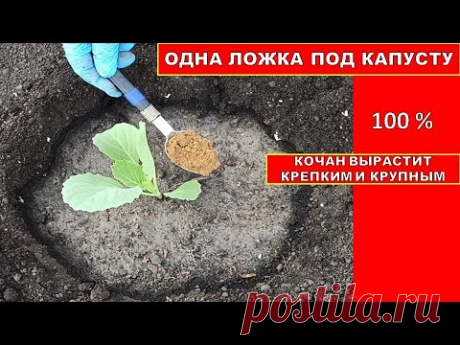 ОДНА ЛОЖКА ПОД КАПУСТУ И КОЧАН ВЫРАСТИТ КРЕПКИЙ И КРУПНЫЙ!Добавь это в лунку при посадке рассады КАП