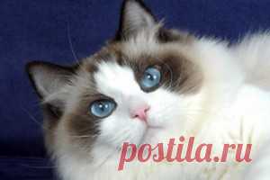 Кошка рэгдолл: фото, цена, описание породы, характер, уход — Все про котов, кошек и котят