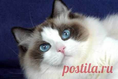 Кошка рэгдолл: фото, цена, описание породы, характер, уход — Все про котов, кошек и котят