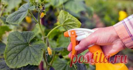 Борная кислота для огурцов: применение, в том числе опрыскивание для завязи, отзывы