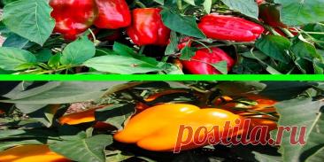 Самый сладкий перец: выращивание и особенности - Сад и огород