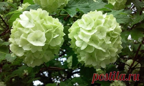 Почти расцвела декоративная калина бульденеж 💚