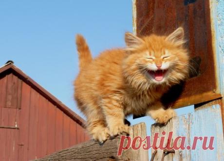 Забавные факты о людях и животных