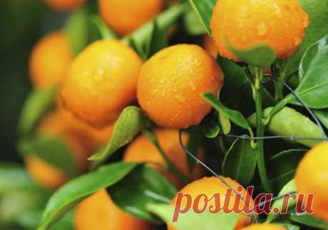 Формирование корневой системы у цитрусовых комнатных растений Корневая система любых комнатных растений сильно ограничена размерами горшка. Несмотря на это, она должна обеспечивать растение водой и минеральными веществами, поэтому ее нужно формировать.Лучшей посудой для комнатной культуры цитрусовых растений являются обожженные неглазированные глиняные горшки с отверстием на дне.