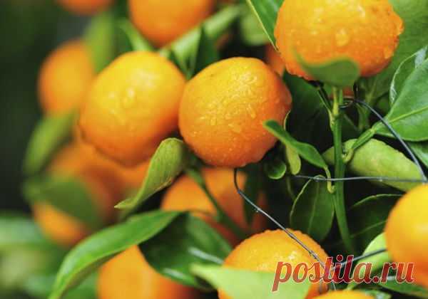 Формирование корневой системы у цитрусовых комнатных растений Корневая система любых комнатных растений сильно ограничена размерами горшка. Несмотря на это, она должна обеспечивать растение водой и минеральными веществами, поэтому ее нужно формировать.Лучшей посудой для комнатной культуры цитрусовых растений являются обожженные неглазированные глиняные горшки с отверстием на дне.