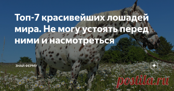 Топ-7 красивейших лошадей мира. Не могу устоять перед ними и насмотреться Природа-матушка часто преподносит различные сюрпризы. И эти сюрпризы бывают красивыми! Каждая порода или вид животного носит в себе естественную красоту и необычную, индивидуальную. Пусть бывают много похожего среди видов, но все, же это разные существа со своим набором личных качеств.
Конечно, их больше семи, но вряд ли хватит места, чтобы написать про всех жеребцов.
1. Первое место занимают