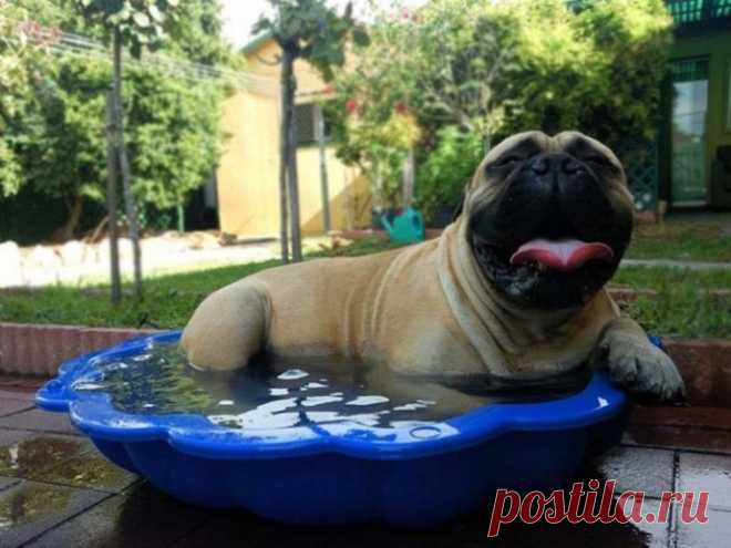 Мечта многих в жаркий день