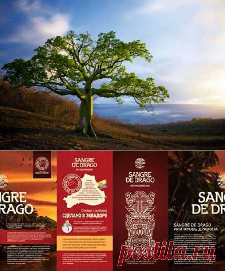 Кровь дракона (Sangre de Drago) по сей день используется народами реки Амазонки как сильное кровоостанавливающее и антибактериальное средство.

Целебные свойства крови дракона были известны еще с древних времен.
Его применяли для лечения внутренних кровотечений, гладиаторы в древнем Риме натирали им свое тело перед боем. Его применяли для бальзамирования и даже для лечения сифилиса.

Кровь дракона с успехом может применяться для лечения язвы желудка, трофических язв, фурункулеза