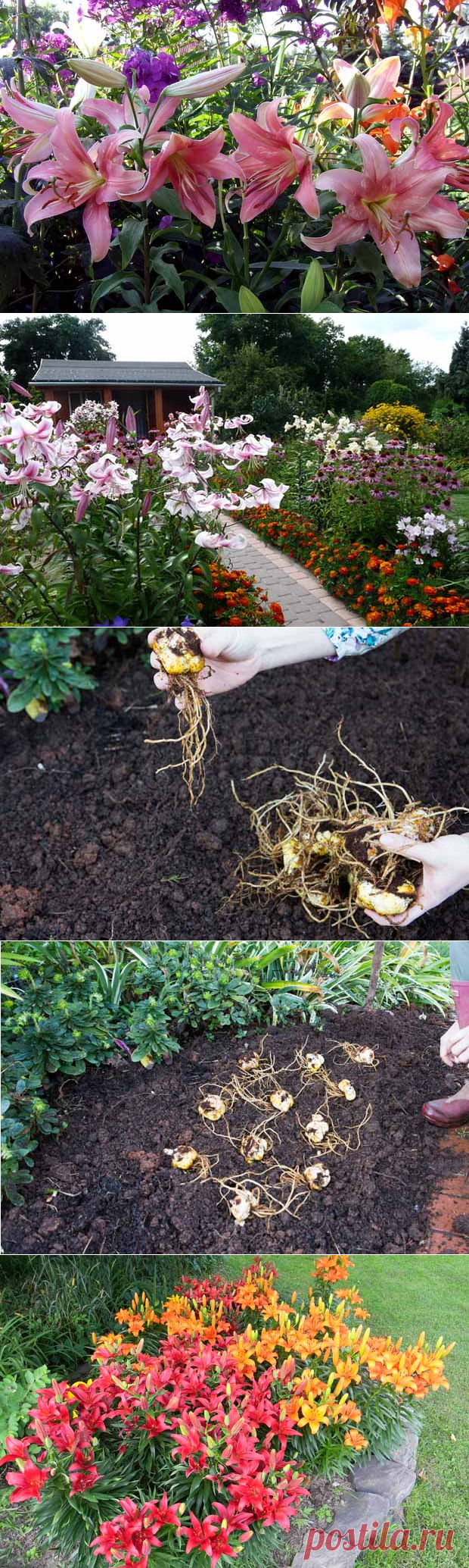 Для тех кто любит лилии: как посадить, ухаживать и выбрать сорт