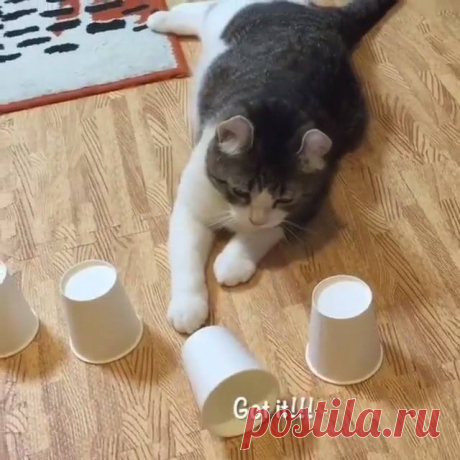 Colorful Pets - Главная