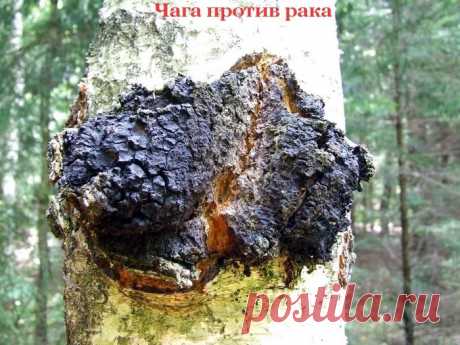 Чага против рака