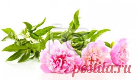 Постер Три розовые пионы, изолированных на белом, постер Цветок, 42891806