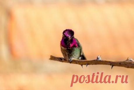 Anna’s Hummer | Image taken in Arizona of a Anna’s Hummingbi… | Ben Gonsioroski | Flickr