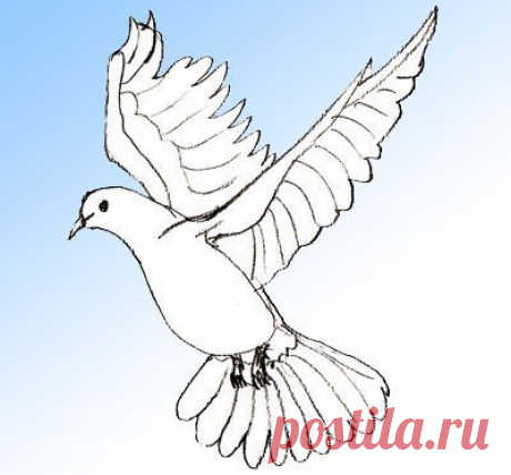 Рисуем голубя