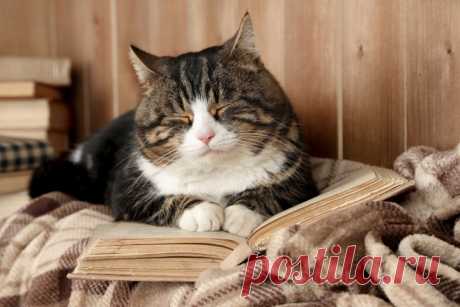 Книгомирье