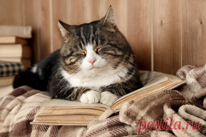 Книгомирье