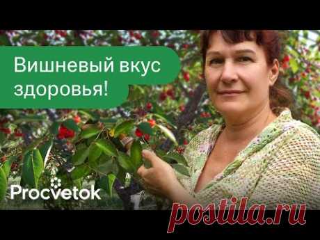 ВИШНЕВЫЕ ЛИСТЬЯ МОРОЖУ МЕШКАМИ и получаю чудесное средство от отеков и воспалений!
