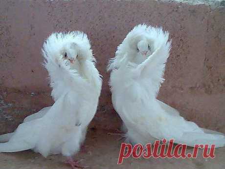 i
ღ AnαsŁasiyαღஐღ Викторовна ღ
Грех, такой красоте, не поставитьLIKE! Божьи творения! Мне нравится,а Вам?)