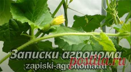 Как вырастить дыню рассадным способом &amp;bull; zapiski-agronoma.ru