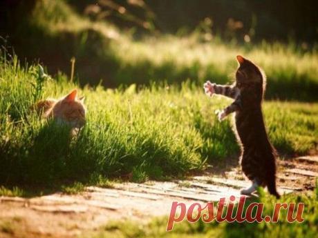 Give me a hug | Funny cats