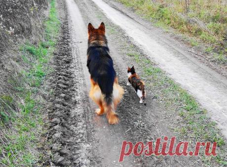 Кошки - самые лучшие друзья собак | Уши, лапы, хвост