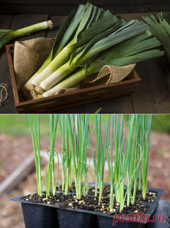 Лук порей посадка на рассаду